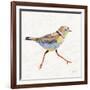 Coastal Plover I Linen-Jeanette Vertentes-Framed Art Print