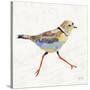 Coastal Plover I Linen-Jeanette Vertentes-Stretched Canvas