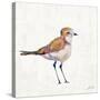 Coastal Plover III Linen-Jeanette Vertentes-Stretched Canvas