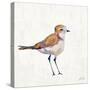 Coastal Plover III Linen-Jeanette Vertentes-Stretched Canvas