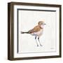 Coastal Plover III Linen-Jeanette Vertentes-Framed Art Print