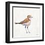 Coastal Plover III Linen-Jeanette Vertentes-Framed Art Print