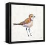 Coastal Plover III Linen-Jeanette Vertentes-Framed Stretched Canvas