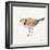 Coastal Plover IV Linen-Jeanette Vertentes-Framed Art Print