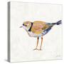 Coastal Plover IV Linen-Jeanette Vertentes-Stretched Canvas