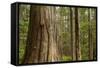 Coastal Rainforest, BC, Canada-Paul Souders-Framed Stretched Canvas