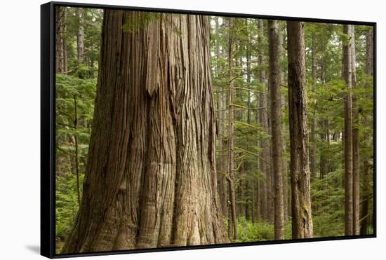 Coastal Rainforest, BC, Canada-Paul Souders-Framed Stretched Canvas