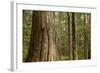 Coastal Rainforest, BC, Canada-Paul Souders-Framed Photographic Print