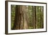 Coastal Rainforest, BC, Canada-Paul Souders-Framed Photographic Print