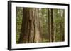 Coastal Rainforest, BC, Canada-Paul Souders-Framed Photographic Print