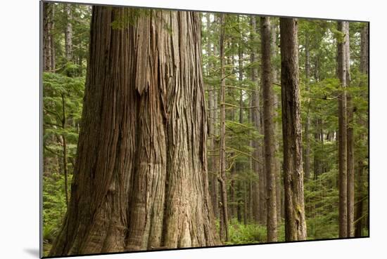 Coastal Rainforest, BC, Canada-Paul Souders-Mounted Photographic Print