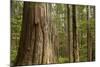 Coastal Rainforest, BC, Canada-Paul Souders-Mounted Photographic Print