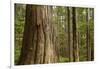 Coastal Rainforest, BC, Canada-Paul Souders-Framed Photographic Print