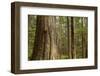 Coastal Rainforest, BC, Canada-Paul Souders-Framed Photographic Print