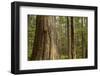 Coastal Rainforest, BC, Canada-Paul Souders-Framed Photographic Print