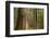 Coastal Rainforest, BC, Canada-Paul Souders-Framed Photographic Print