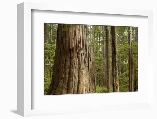Coastal Rainforest, BC, Canada-Paul Souders-Framed Photographic Print