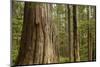 Coastal Rainforest, BC, Canada-Paul Souders-Mounted Photographic Print