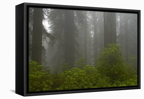 Coastal Redwood Forest in Fog-null-Framed Stretched Canvas