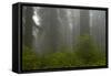 Coastal Redwood Forest in Fog-null-Framed Stretched Canvas