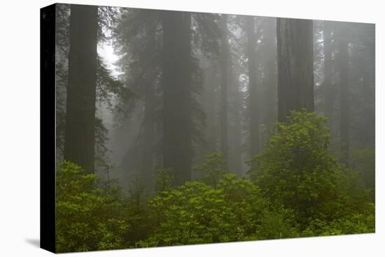 Coastal Redwood Forest in Fog-null-Stretched Canvas