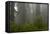 Coastal Redwood Forest in Fog-null-Framed Stretched Canvas
