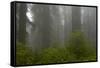 Coastal Redwood Forest in Fog-null-Framed Stretched Canvas