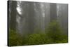 Coastal Redwood Forest in Fog-null-Stretched Canvas