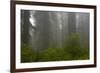 Coastal Redwood Forest in Fog-null-Framed Photographic Print