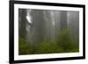 Coastal Redwood Forest in Fog-null-Framed Photographic Print