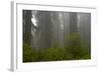 Coastal Redwood Forest in Fog-null-Framed Photographic Print