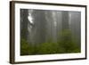 Coastal Redwood Forest in Fog-null-Framed Photographic Print