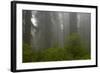 Coastal Redwood Forest in Fog-null-Framed Photographic Print