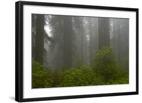 Coastal Redwood Forest in Fog-null-Framed Photographic Print