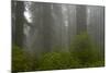 Coastal Redwood Forest in Fog-null-Mounted Photographic Print