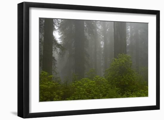 Coastal Redwood Forest in Fog-null-Framed Photographic Print