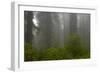 Coastal Redwood Forest in Fog-null-Framed Photographic Print