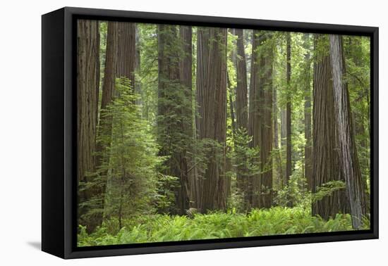 Coastal Redwood Forest, Stout Grove-null-Framed Stretched Canvas