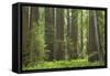 Coastal Redwood Forest, Stout Grove-null-Framed Stretched Canvas