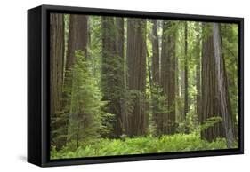 Coastal Redwood Forest, Stout Grove-null-Framed Stretched Canvas