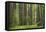 Coastal Redwood Forest, Stout Grove-null-Framed Stretched Canvas