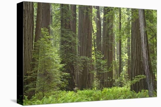 Coastal Redwood Forest, Stout Grove-null-Stretched Canvas