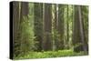 Coastal Redwood Forest, Stout Grove-null-Stretched Canvas