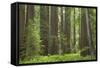 Coastal Redwood Forest, Stout Grove-null-Framed Stretched Canvas