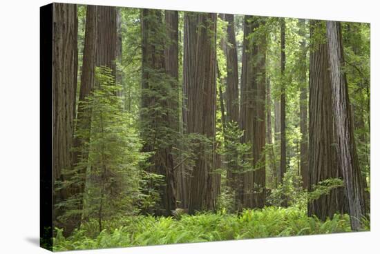 Coastal Redwood Forest, Stout Grove-null-Stretched Canvas