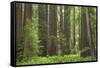 Coastal Redwood Forest, Stout Grove-null-Framed Stretched Canvas