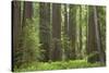 Coastal Redwood Forest, Stout Grove-null-Stretched Canvas