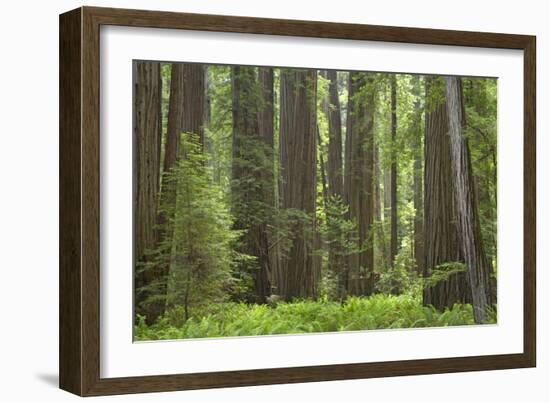 Coastal Redwood Forest, Stout Grove-null-Framed Photographic Print