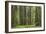 Coastal Redwood Forest, Stout Grove-null-Framed Photographic Print