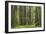 Coastal Redwood Forest, Stout Grove-null-Framed Photographic Print